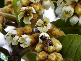 枇杷花孕婦能喝嗎？枇杷花孕婦可以喝嗎？