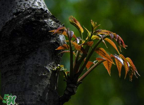 香椿芽可以冷凍嗎？香椿芽怎么冷凍？