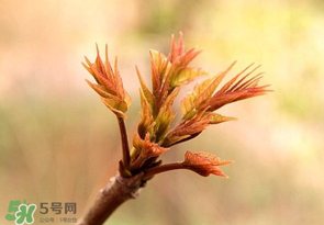 香椿芽可以冷凍嗎？香椿芽怎么冷凍？