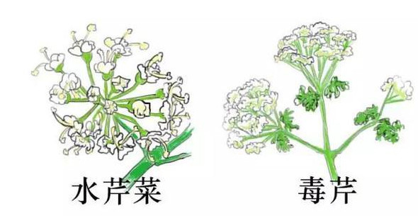 水芹菜有毒嗎？水芹菜有沒有毒