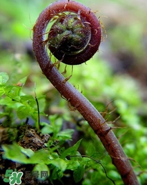 蕨菜價(jià)格 新鮮野蕨菜價(jià)格