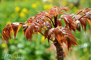 香椿紅的好還是綠的好？香椿紅色好還是綠色好？