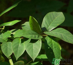 白花菜有什么功效？白花菜的功效是什么？