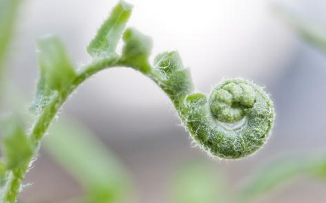 蕨菜到底能不能吃？山上的蕨菜能不能吃