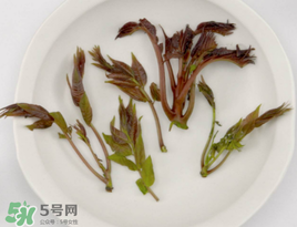 香椿能泡茶嗎？香椿茶的功效與作用