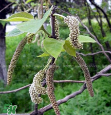 蒸構(gòu)樹花兒的功效 蒸構(gòu)樹花兒有什么功效？