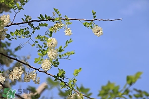 刺槐花的功效與吃法 刺槐花怎么吃