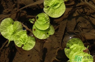 榆錢是榆樹的什么？榆錢是花還是果實(shí)