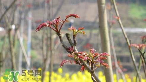 香椿葉能吃嗎？香椿葉孕婦能吃嗎？