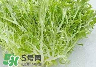 苦菊能和羊肉一起吃嗎？苦菊可以和羊肉一起吃嗎