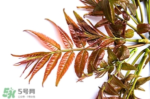 香椿樹什么時候發(fā)芽？香椿樹什么時候種植