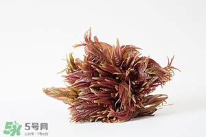 香椿樹什么時候發(fā)芽？香椿樹什么時候種植