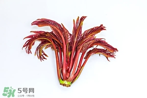 香椿樹什么時候發(fā)芽？香椿樹什么時候種植