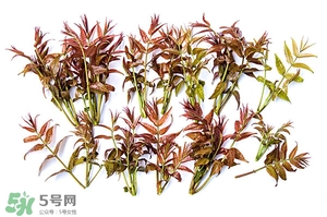 香椿樹什么時候發(fā)芽？香椿樹什么時候種植