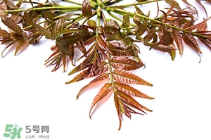 香椿樹什么時候發(fā)芽？香椿樹什么時候種植