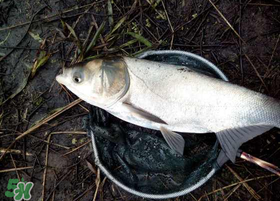 4月份能釣鰱魚嗎？四月份能釣鰱魚嗎？