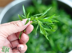 掃帚菜有什么功效？掃帚菜的功效與作用