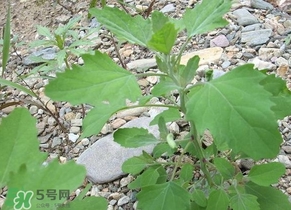 胃酸過(guò)多吃灰灰菜有好處嗎？胃酸過(guò)多能吃灰灰菜嗎