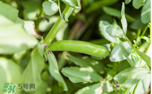 什么人不能吃蠶豆？吃蠶豆的禁忌人群