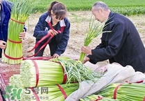 蒜苔頭能吃嗎？蒜苔頭可以吃嗎