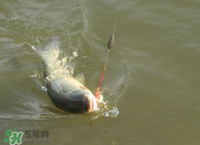 谷雨好釣魚(yú)嗎？谷雨釣魚(yú)用什么餌料？