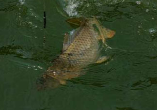 谷雨好釣魚(yú)嗎？谷雨釣魚(yú)用什么餌料？