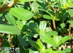 瓜子菜可以生吃嗎?瓜子菜能直接吃嗎?