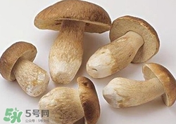 美味牛肝菌多少錢一斤？一斤牛肝菌多少錢？