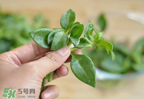 冰菜和穿心蓮是同一種菜嗎？冰菜和穿心蓮是一科嗎？