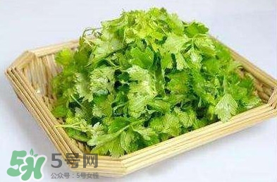 芹菜葉能吃嗎？芹菜葉可以吃嗎