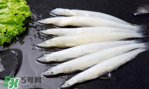 面條魚是什么魚？面條魚是海水魚嗎