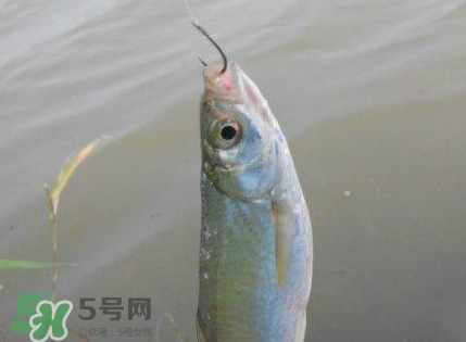 白條魚(yú)怎么釣？如何釣白條魚(yú)技巧