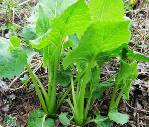 大耳毛野菜怎么吃？大耳毛野菜的做法