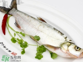 白條魚(yú)怎么釣？如何釣白條魚(yú)技巧