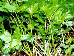 大葉芹怎么吃？大葉芹的做法？