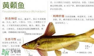 黃顙魚不能和什么一起吃？黃顙魚不能與什么同吃？