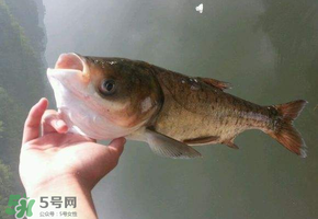 五月份能釣鰱魚(yú)嗎？五月份釣什么魚(yú)？