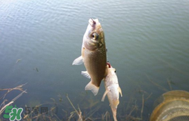 立夏好釣魚(yú)嗎？立夏怎么釣魚(yú)？