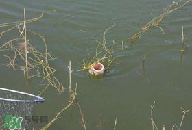 立夏好釣魚(yú)嗎？立夏怎么釣魚(yú)？