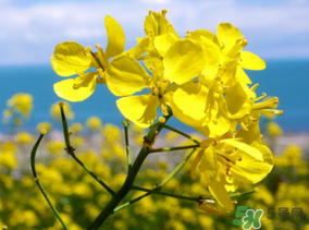 五月份還有油菜花嗎？5月份還有油菜花嗎？