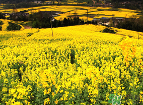 五月份還有油菜花嗎？5月份還有油菜花嗎？