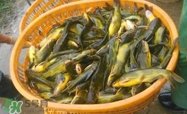 黃顙魚不能和什么一起吃？黃顙魚不能與什么同吃？