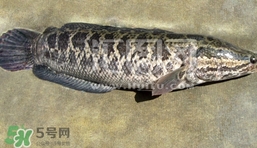 生魚是什么魚？生魚片是什么魚