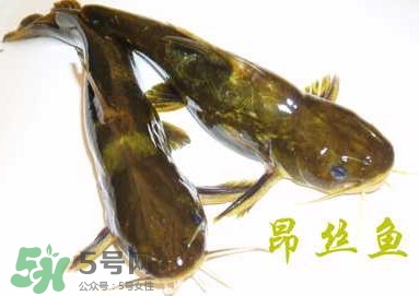 黃顙魚不能和什么一起吃？黃顙魚不能與什么同吃？