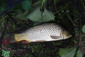 立夏怎么釣鯉魚？立夏釣鯉魚用什么餌料？