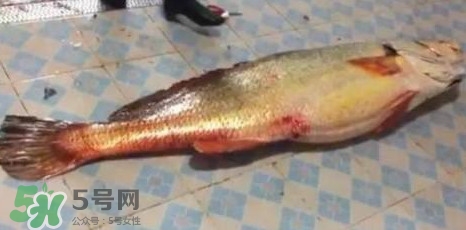 天價(jià)魚賣出347萬 金錢鳘為什么這么貴？