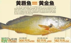 黃唇魚是黃花魚嗎？黃唇魚是黃魚嗎？