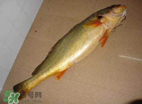 黃唇魚是黃花魚嗎？黃唇魚是黃魚嗎？