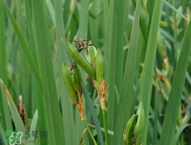 端午節(jié)為什么要掛菖蒲？端午節(jié)掛菖蒲的好處