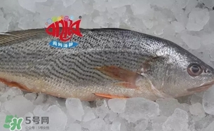 黃唇魚是黃花魚嗎？黃唇魚是黃魚嗎？